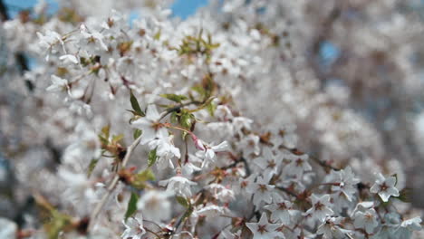 paseo bajo los árboles de sakura