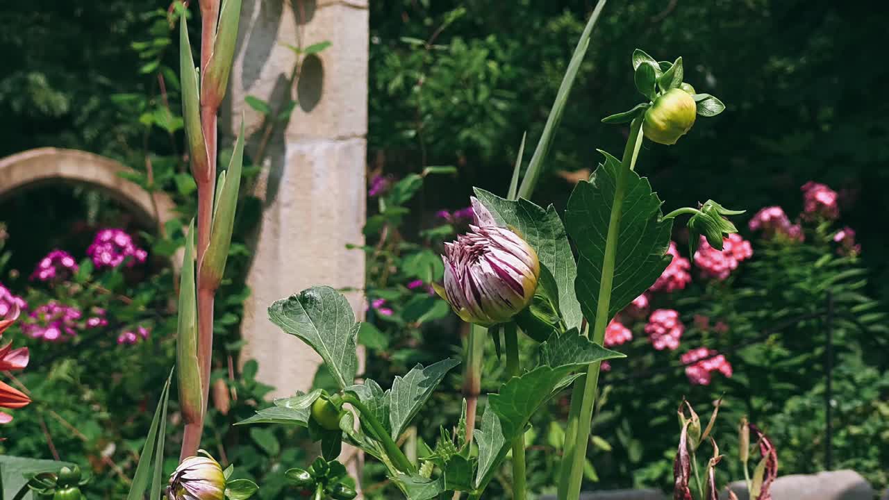 primer plano de un brote de dahlia en flor en un jardín