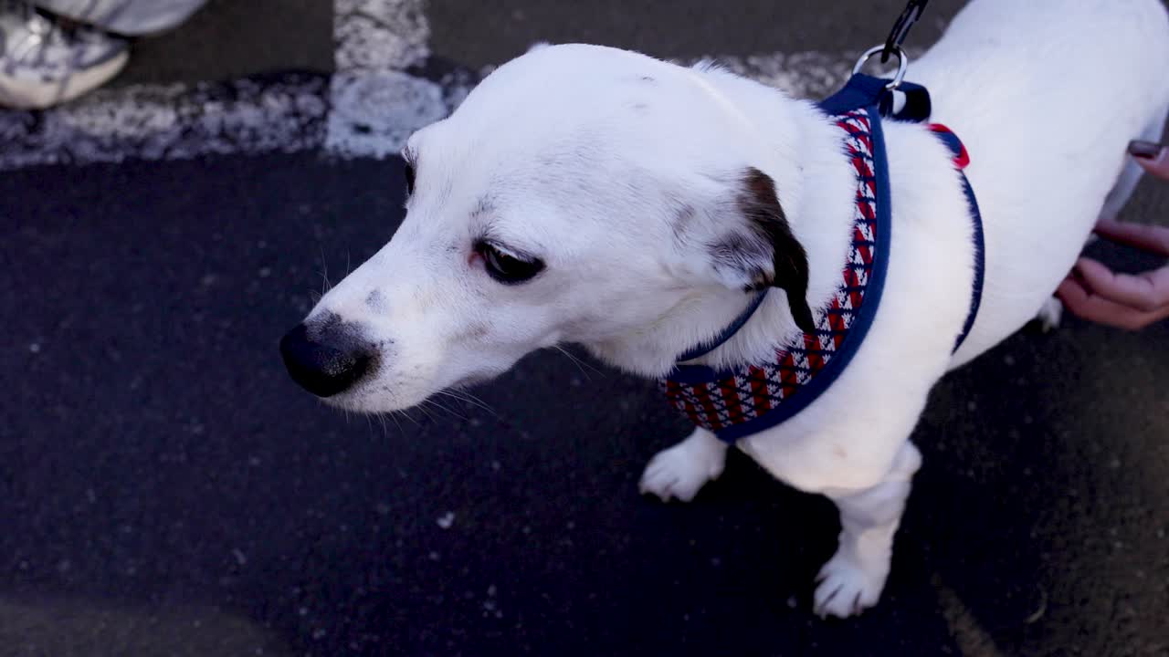 una persona acaricia a un perro con una correa