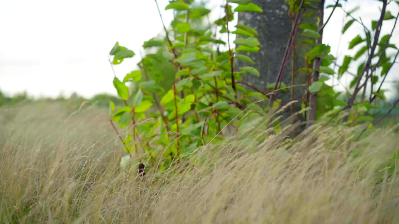 viento soplando fuertemente en la hierba alta y los árboles verdes en un campo forestal en un día nublado