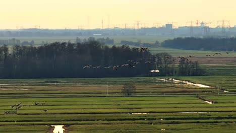 Fliegende-Vögel-über-Niederländischen-Poldern,-Ackerland,-Goldene-Stunde,-Luftaufnahme,-Weitwinkel,-Zeitlupe