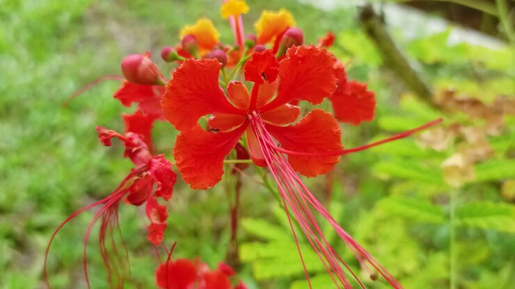 primo piano di fiori rossi e formiche