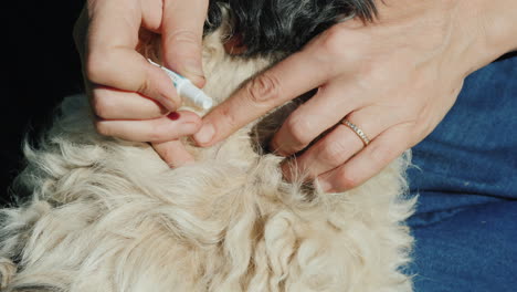 Applying-Flea-and-Tick-Treatment-to-Dog