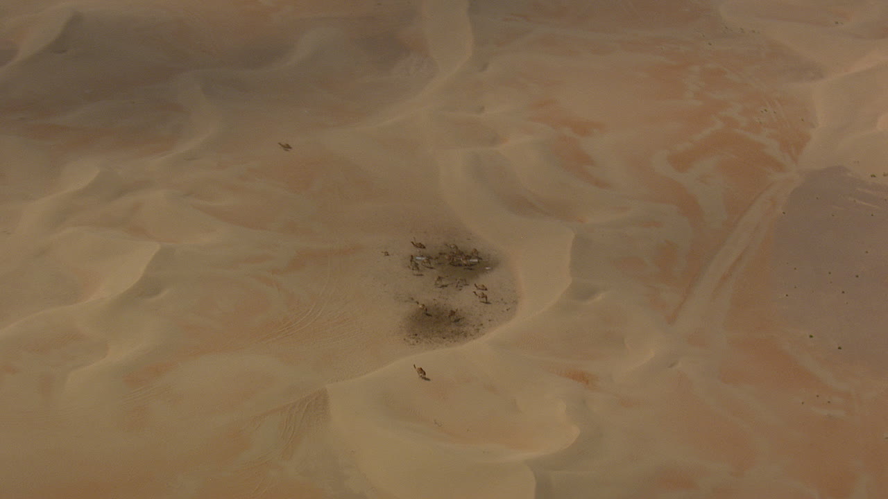 모래 언덕의 저수지에서 낙타 확대