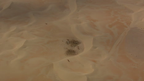 camels at waterreservoir in the dunes zoom in