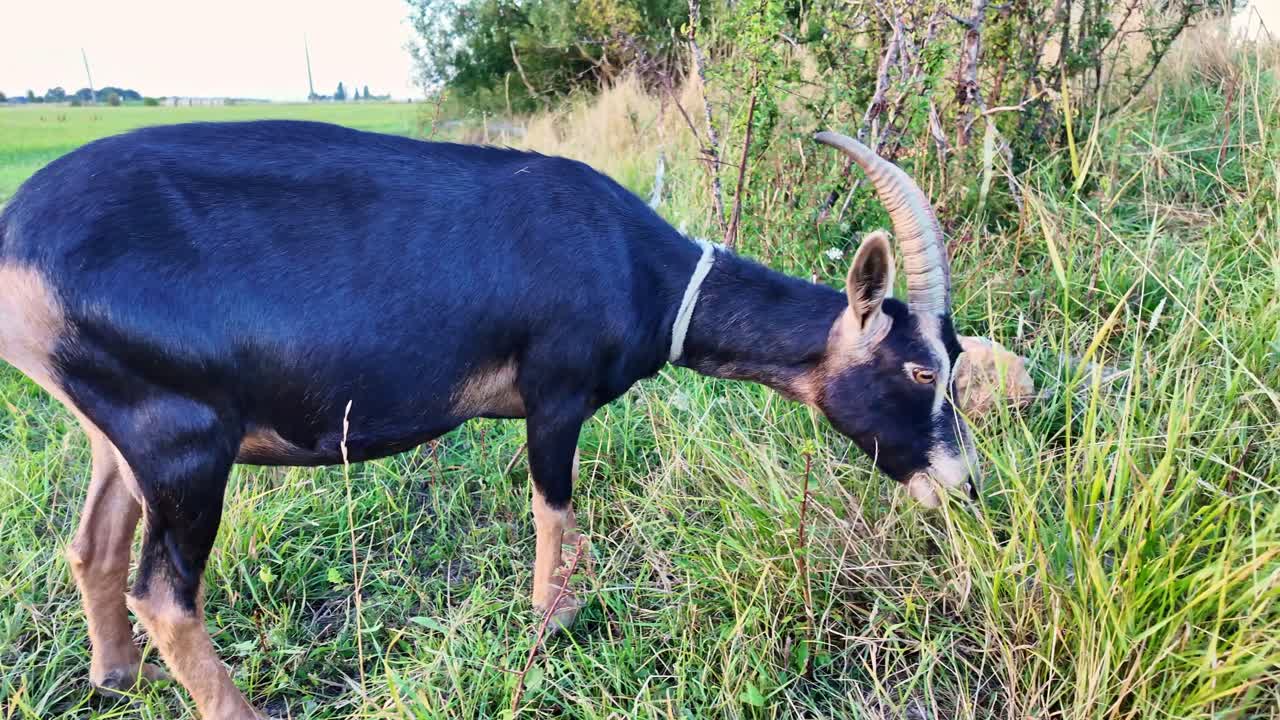 Close-up view of a hungry Biquette mange grazing on green grass in a countryside meadow