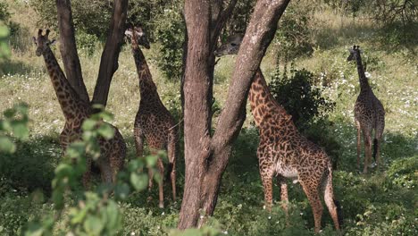 Giraffes-rest-amongst-trees-in-Serengeti-National-Park,-Tanzania