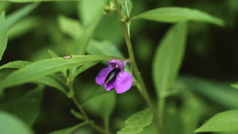 zoom de mano en una toma de un insecto que se alimenta de néctar de flores silvestres de lila