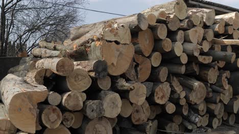 Timber-logging.-Freshly-cut-tree-wooden-logs-piled-up.-Wood-storage-for-industry