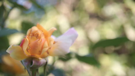 CLOSE-UP-Footage-of-Rose-Tree-In-a-House-Garden-at-Kalamata-SLOW-MOTION