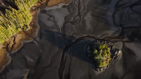 llanuras de lodo y árboles que forman un bosque en la costa del noroeste del pacífico en bc