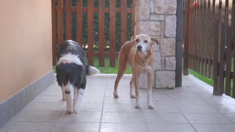 two dogs walk towards the camera, slow motion