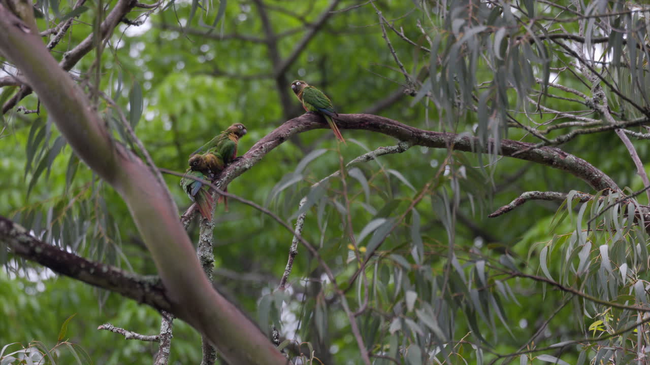 Five perched Maroon-bellied Parakeets parrots birds in rainforest jungle