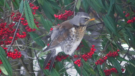 Fieldfare-Alimentándose-De-Bayas-De-Cotoneaster-En-Invierno