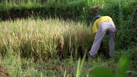 slow motion shot of male farmer collecting plants of rice field in sunlight,close up rear view