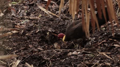 Pavo-Australiano-Nativo-Cavando-Nidos-En-Una-Selva-Tropical-Bajo-Una-Luz-Suave