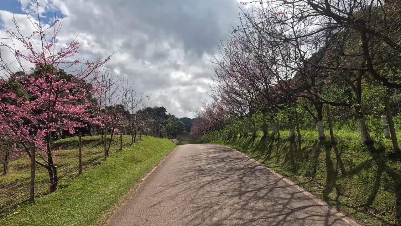 꽃이 피는 나무로 둘러싸인 길을 걸어가는 경치 좋은 산책