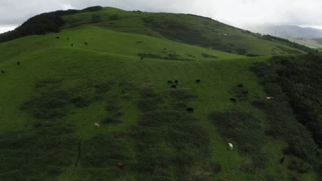 Antena-Revela-Majestuosa-Colina-Verde-Ondulada-En-Azores,-Pasto-Sereno-Para-Vacas