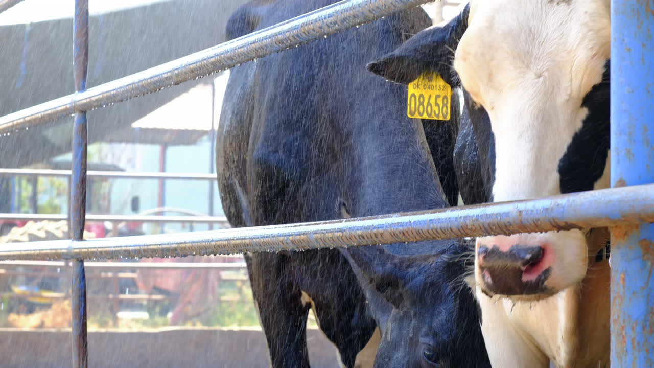 샤워 시스템이 개를 냉각시키기 위해 열렸습니다.