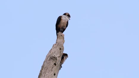 el falconet de muslo negro es una de las aves rapaces más pequeñas que se encuentran en los bosques de algunos países de asia