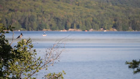 pescador de cinturón posado en una rama con el lago en el fondo