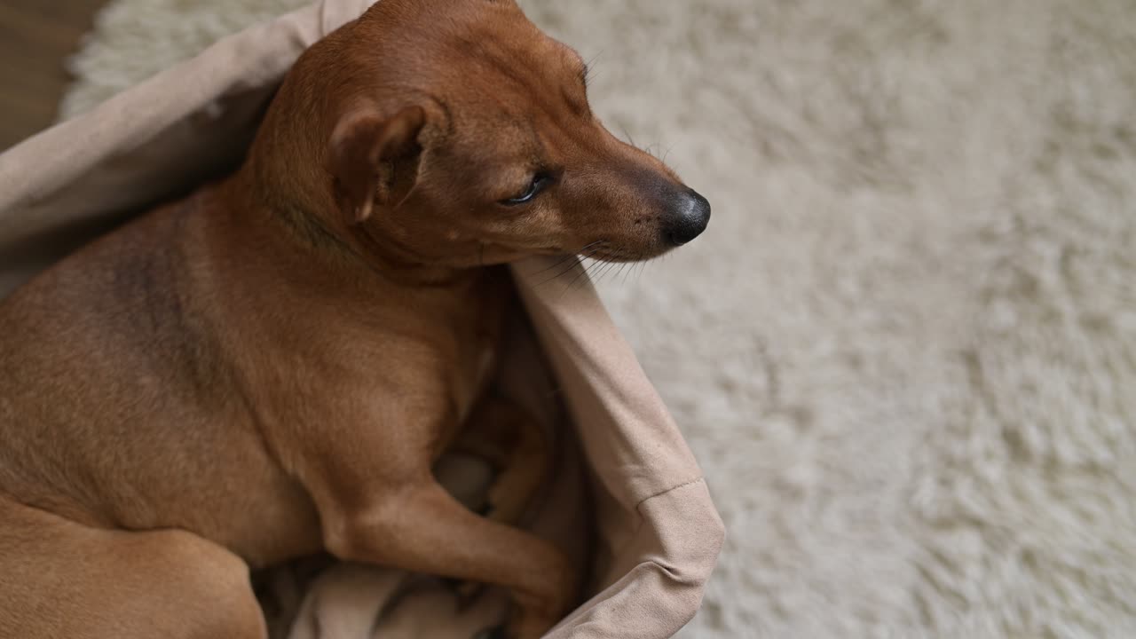 vista superior de un pequeño perro marrón sentado y relajado en una cesta de mimbre