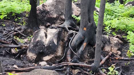 Panning-to-the-left-showing-the-forest-undergrowth-with-the-evidence-of-a-wildfire-as-charred-trees,-roots,-and-rocks-reveal-such-tragedy,-Sudbury,-Ontario,-Canada