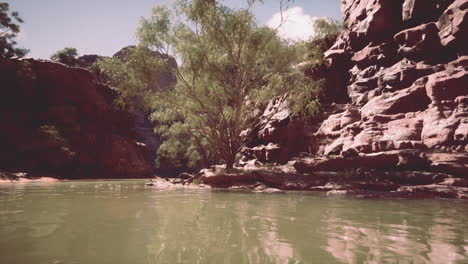 scenic canyon river with tree