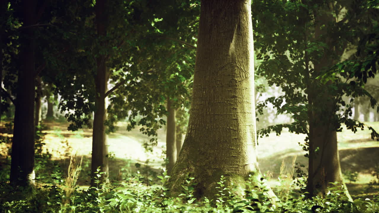 Majestic trees standing tall in a serene forest under gentle sunlight