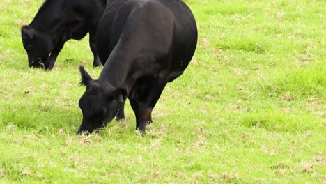 close-up view of black cows feeding on vibrant green grass in a serene setting.