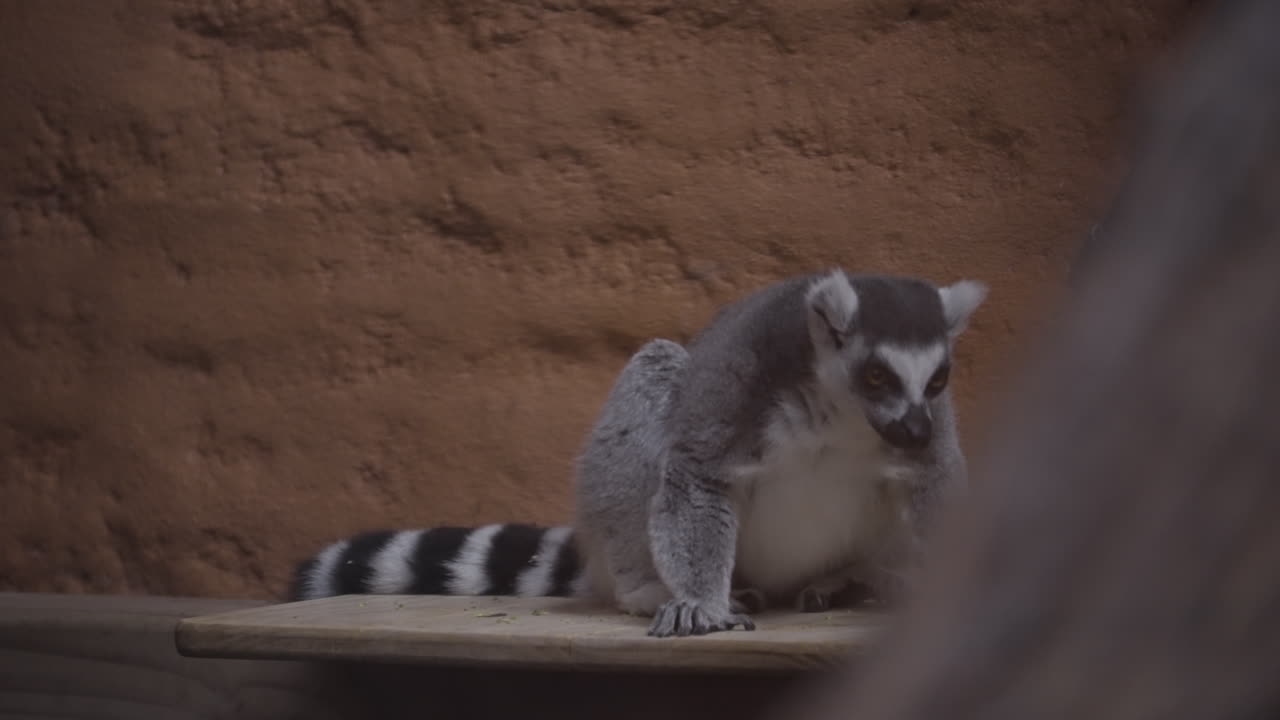 Beautiful lemur sitting in zoo, front view