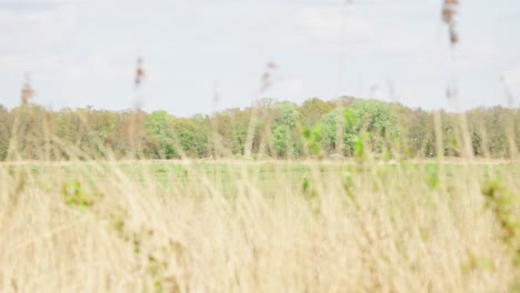 Tracking-Folgt-Der-Rückansicht-Des-Westlichen-Rohrweihe-Schweben-über-Grasfeld-In-Den-Niederlanden