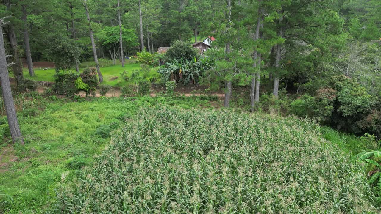 Aerial view of agricultural landscape with corn crops and forest in Central America, sustainability and rural livelihood