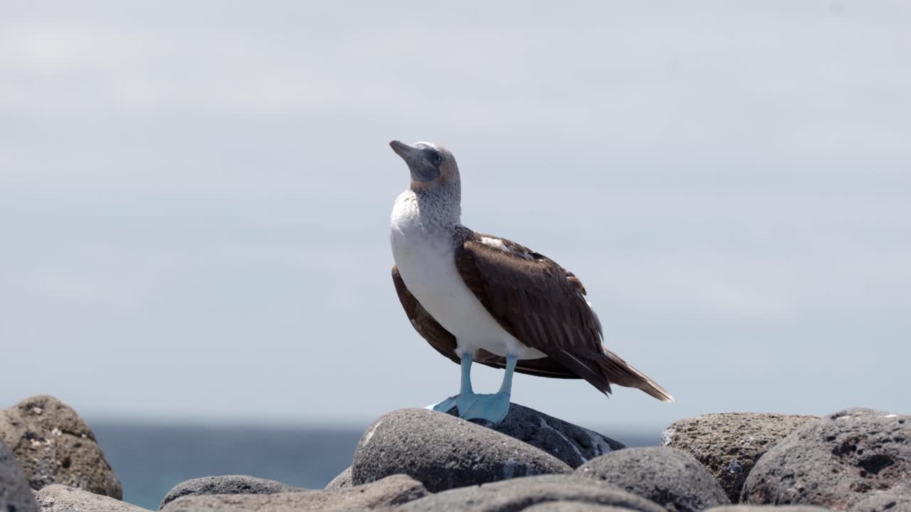 A blue-footed boobies in the Gal&aacute;pagos Islands with bright blue feet stands in the wind with the blue sky in the background on Santa Cruz Island