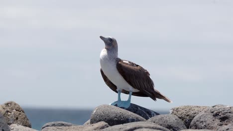 a blue-footed boobies in the galápagos islands with bright blue feet stands in the wind with the blue sky in the background on santa cruz island