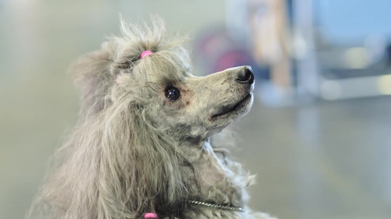 Groomed poodle with styled coat, calmly observing owner, then walking to them