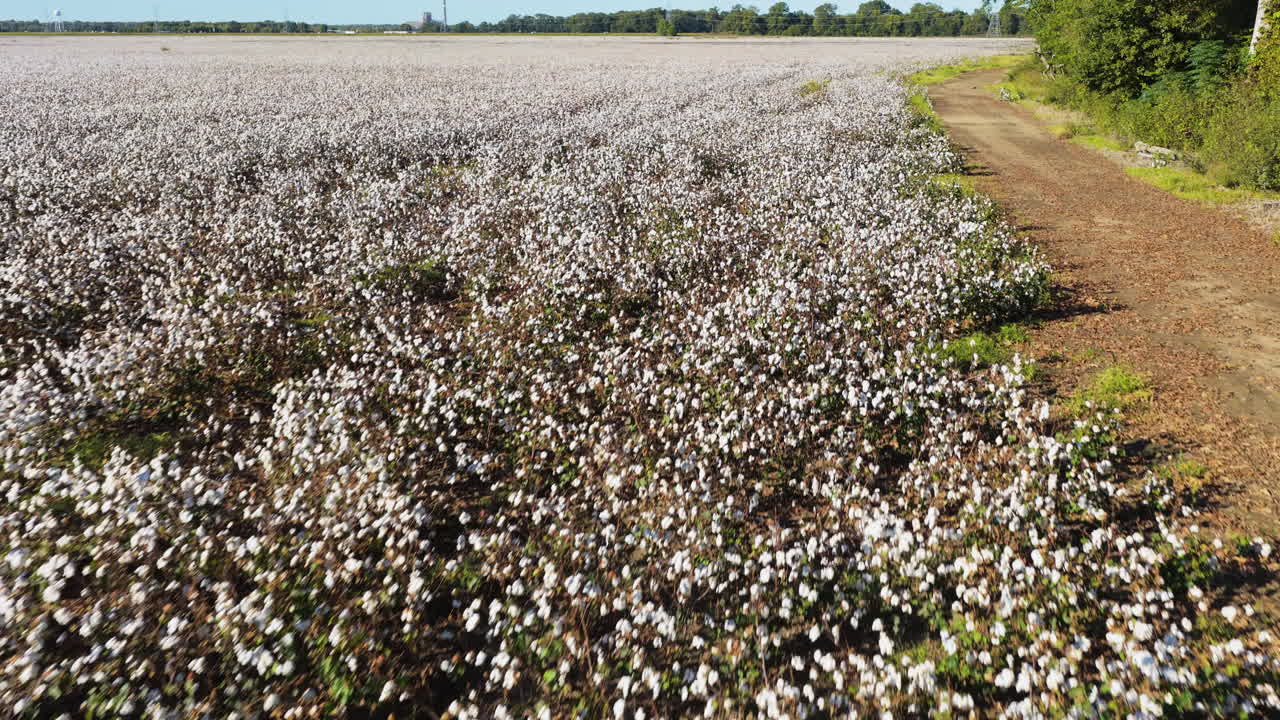 Piante di cotone mature cariche di capsule bianche pronte per la raccolta, ripresa aerea di una piantagione.