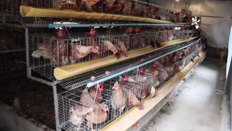 Hens-eating-their-food-on-the-tray-inside-a-henhouse