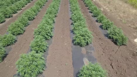 industrial hemp field farmed in rows with multiple cultivars and strains aerial view drone 4k shot in august 2019 in oregon