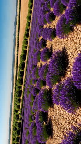 lavender field with rows of trees