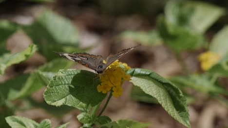 butterfly on flower flying away in slow motion