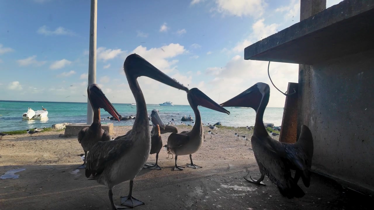 Gruppo di pellicani selvatici in cerca di scarti di pesce intorno a un tavolo di pescatori sulla spiaggia a Los Roques, Venezuela