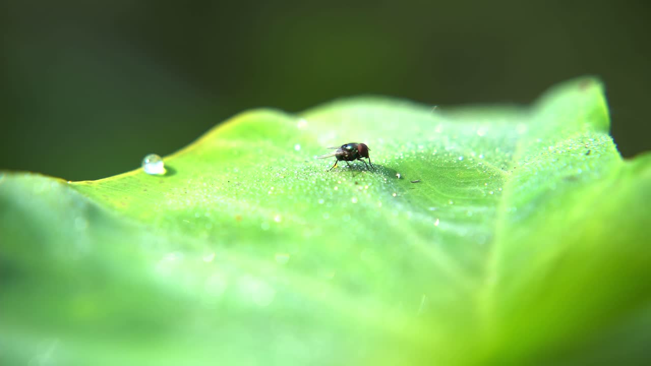 una mosca è posata su una foglia