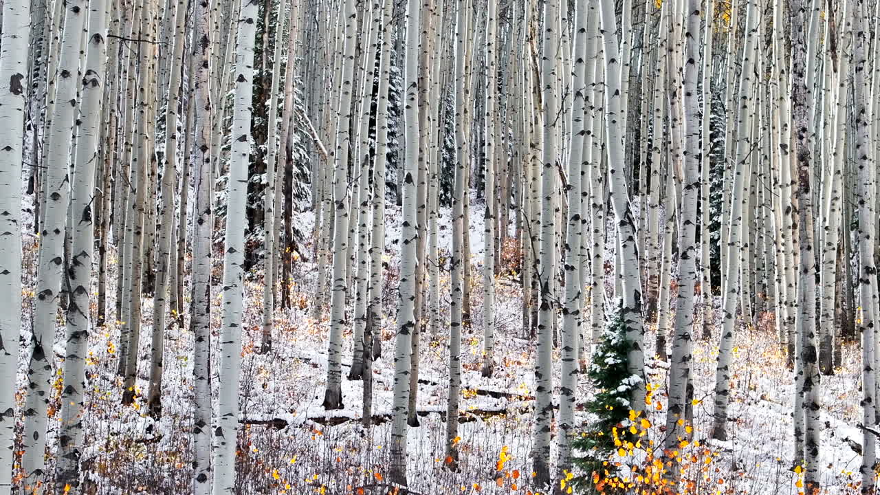 el bosque del árbol de aspen aéreo cinematográfico dron kebler paso crested butte gunnison colorado las estaciones chocan a principios del otoño el árbol de aspe rojo amarillo bosque naranja invierno primera nieve en polvo montañas rocosas marcha atrás