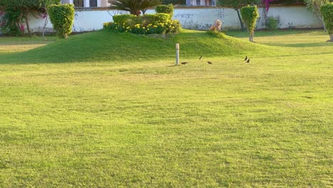 the early bird gets the worm, a group of common myna or indian myna catching bugs from the grass in the morning