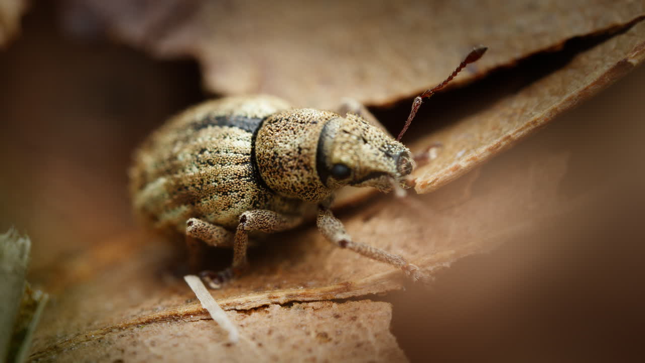 은 잎 위에 나잎 위빌 (strophosoma melanogrammum) 의 매크로