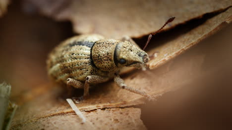 Macro shot of Nut Leaf Weevil Strophosoma melanogrammum on brown foliage