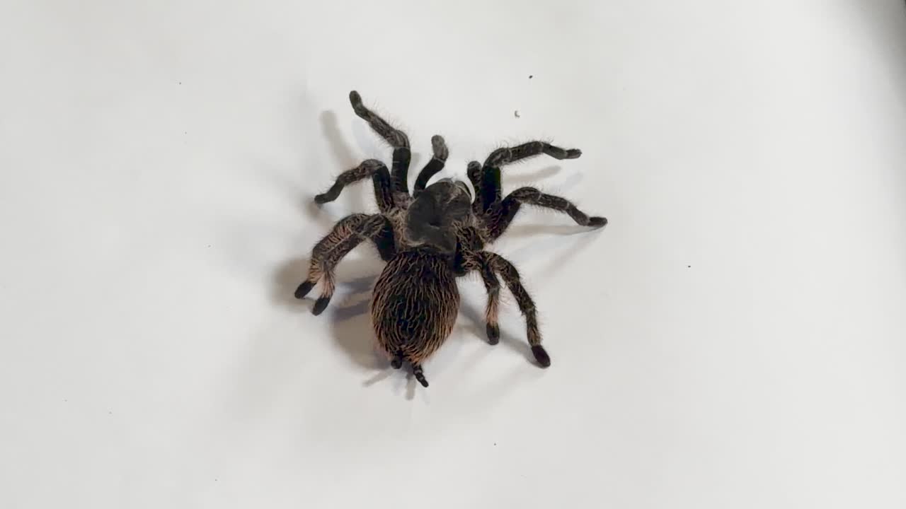 Tüylü tarantula, parlak beyaz stüdyo yüzeyinde yavaşça yürüyor, sabit yukarıdan makro çekimde görüntülendi