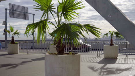 lush green palm tree waves in the wind with light traffic in the background