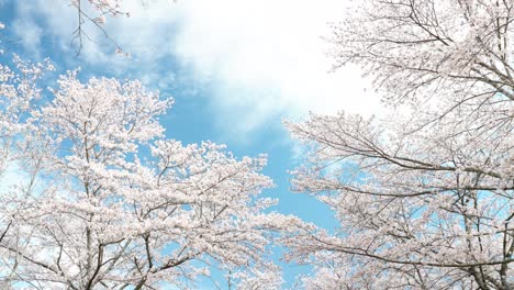 cherry blossom trees in full bloom swaying in the spring breeze and flowing white clouds